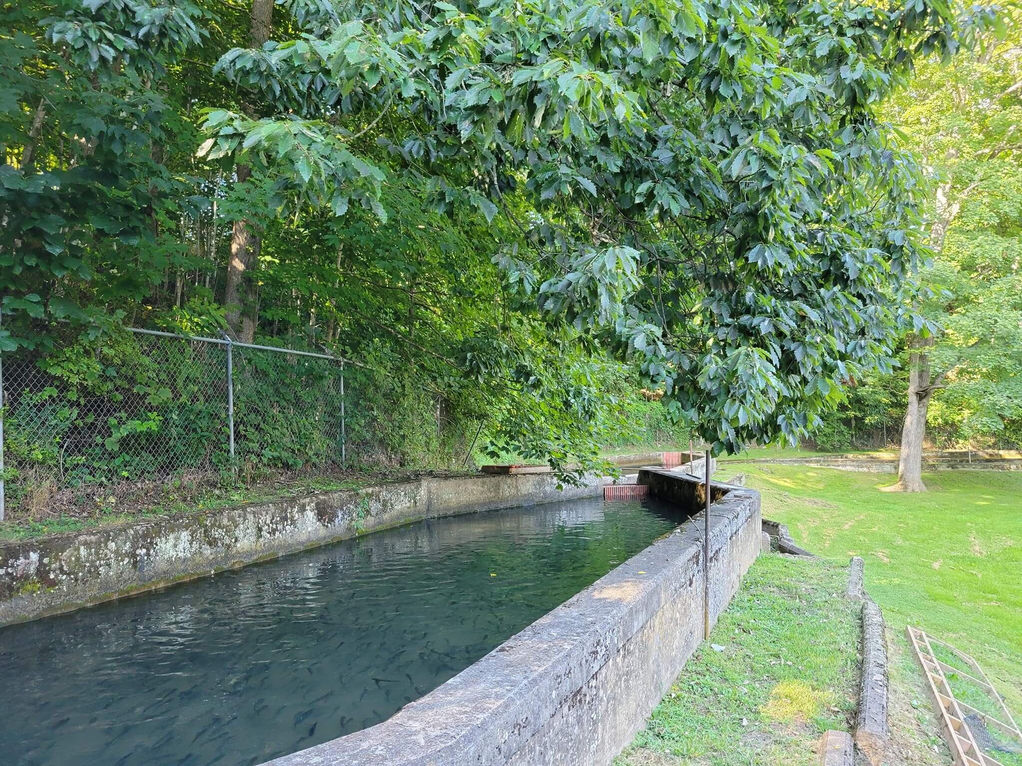 Brackens Fish Hatchery Wytheville Fishing